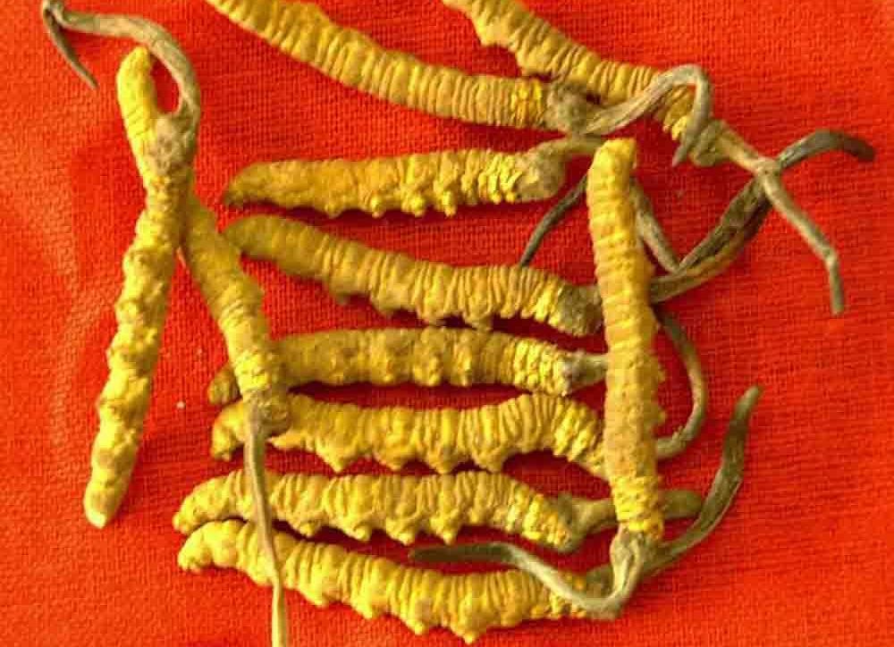 Cordyceps extract Cordyceps extract